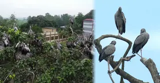 পাখির কলতানে মুখর বিহারহাট, গড়ে তোলা হয়েছে অভয়ারণ্য